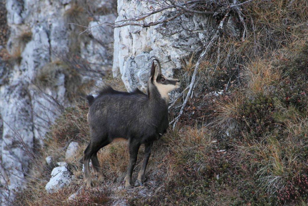 Qualche camoscio  trentino